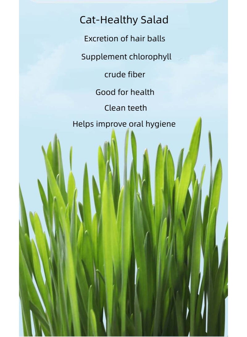 كوب عشبي للقطط الكسولة بدون تربة يأتي مع 4 عبوات من عشب القطط للمساعدة على الهضم وتنظيف التنفس والحث على القيء للقطط ذات كرات الشعر. - Image 4